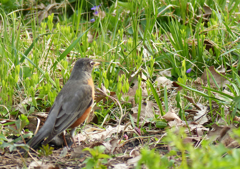 backyard robin